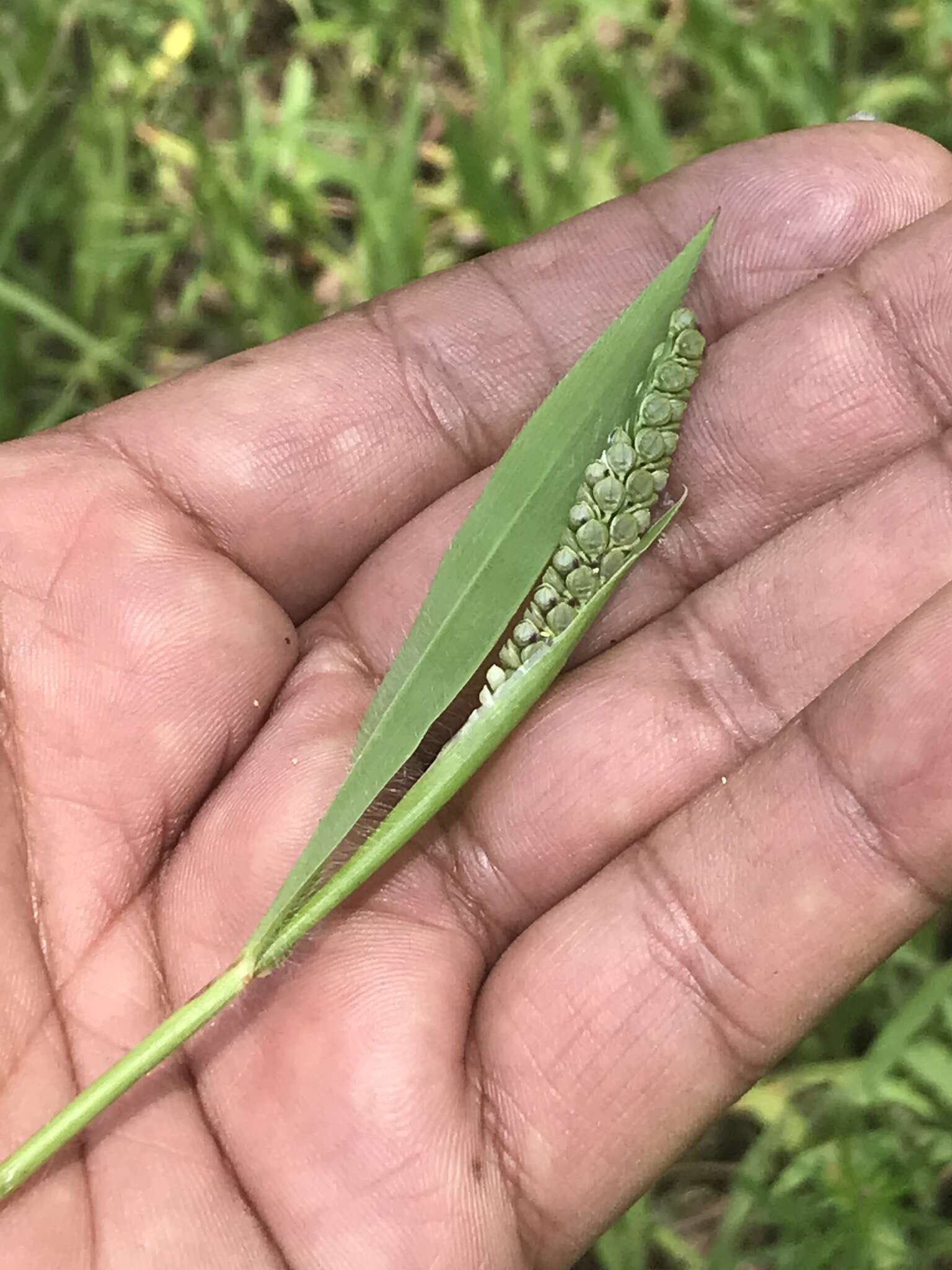 Image of Latin American crowngrass