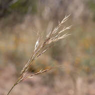 Image of Austrostipa blackii (C. E. Hubb.) S. W. L. Jacobs & J. Everett