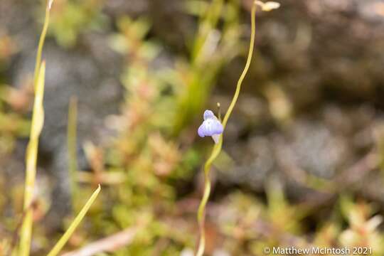 Image of Utricularia foveolata Edgew.