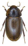 Image of Enochrus (Lumetus) testaceus (Fabricius 1801)