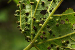 Image of grape phylloxera