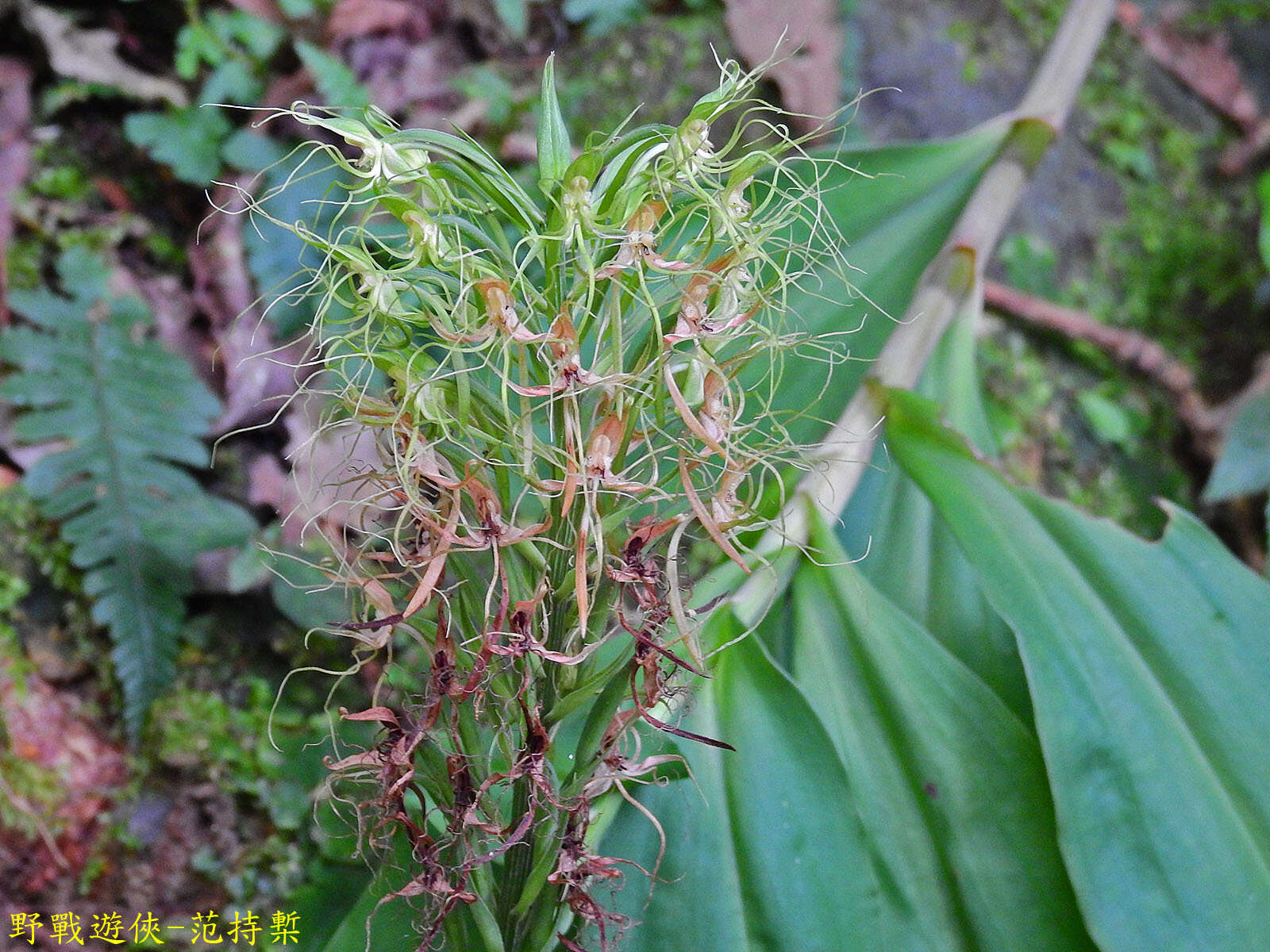 Habenaria pantlingiana Kraenzl. resmi