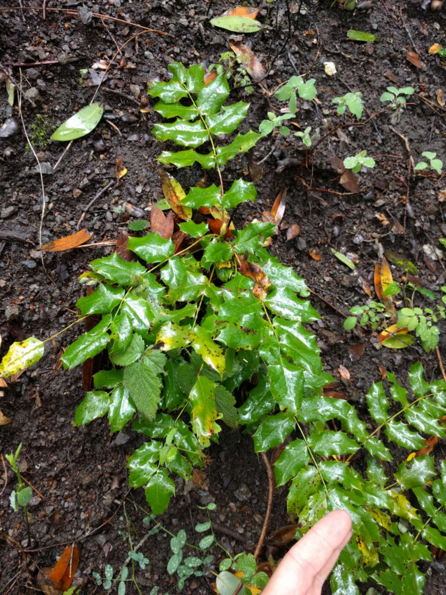 Image of Mahonia