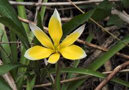 Image of Tulipa urumiensis Stapf