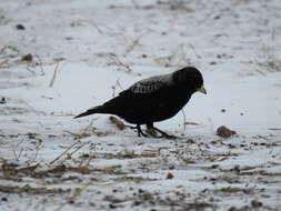 Image of Black Lark