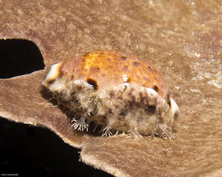 Image of bobcat cowrie