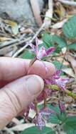 Imagem de Dipodium campanulatum D. L. Jones