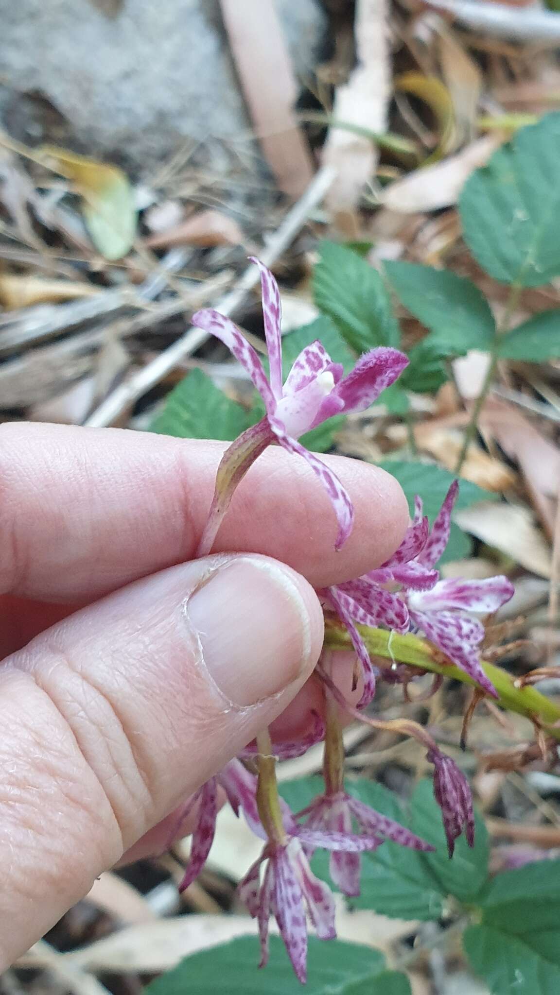 Imagem de Dipodium campanulatum D. L. Jones