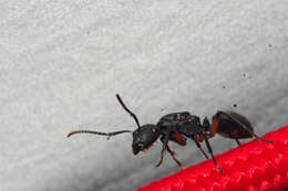 Image de Polyrhachis femorata Smith 1858