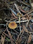 Image of Conocybe rugosa (Peck) Watling 1981