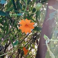 Image of Thunbergia gregorii S. Moore