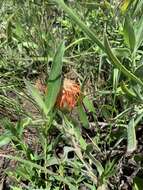 Image of Leucospermum gerrardii Stapf