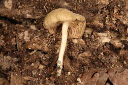 Image of Simocybe serrulata (Murrill) Singer 1962