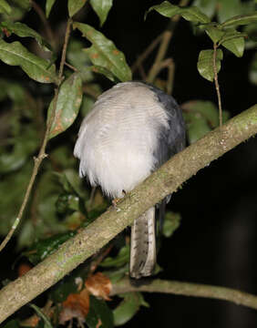 Image of Frances's Goshawk