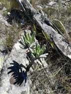 Image of Kalanchoe integrifolia Baker