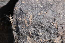 Image of Bromus fasciculatus C. Presl