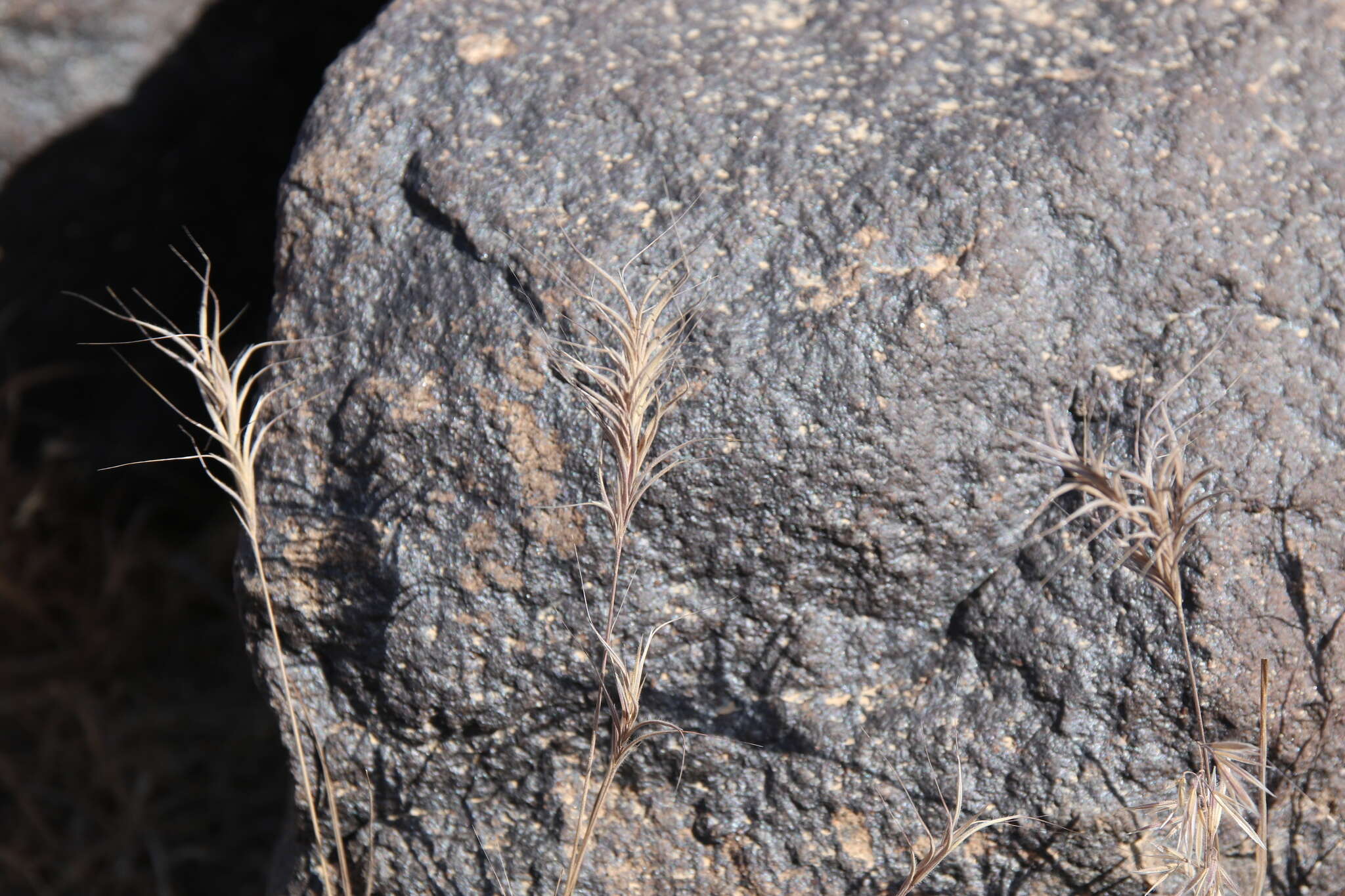 Image of Bromus fasciculatus C. Presl