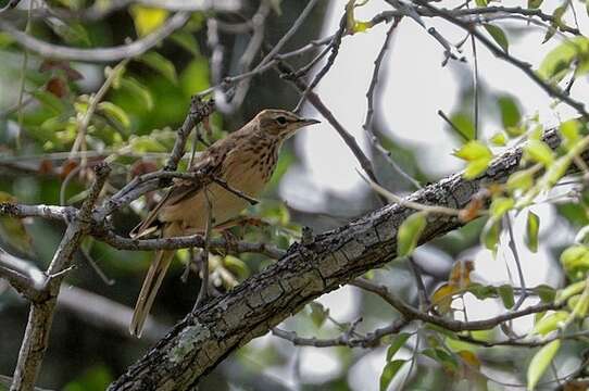 Image of Wood Pipit