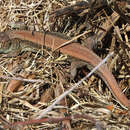 Image of Sand Lizard