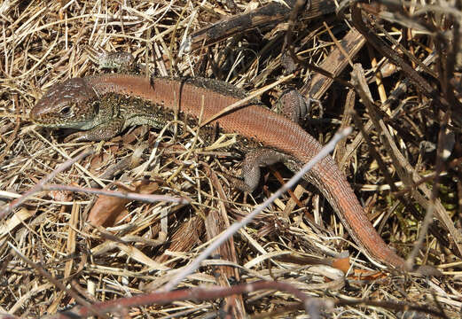 Sivun Lacerta agilis argus (Laurenti 1768) kuva