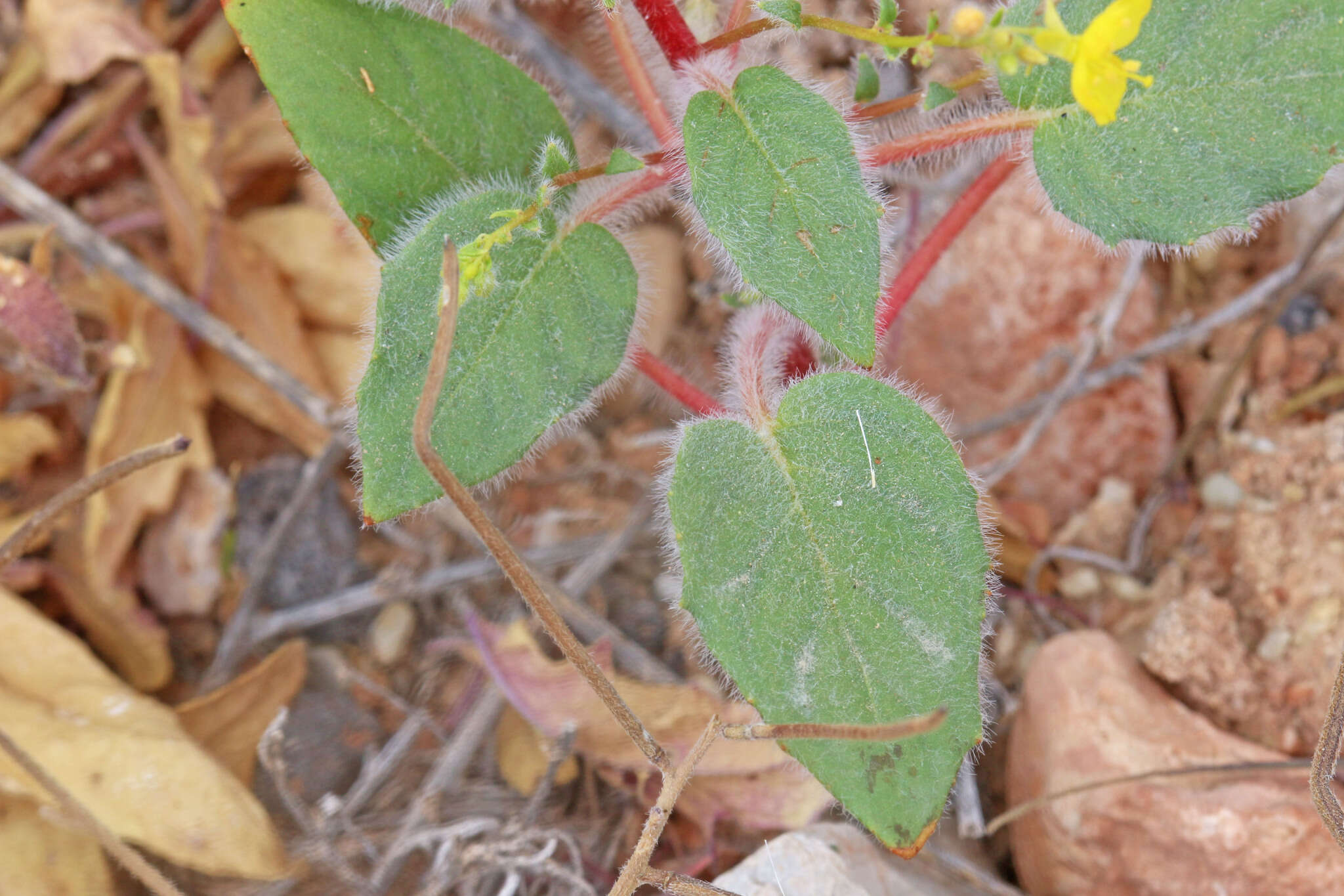 Imagem de Chylismia parryi Small