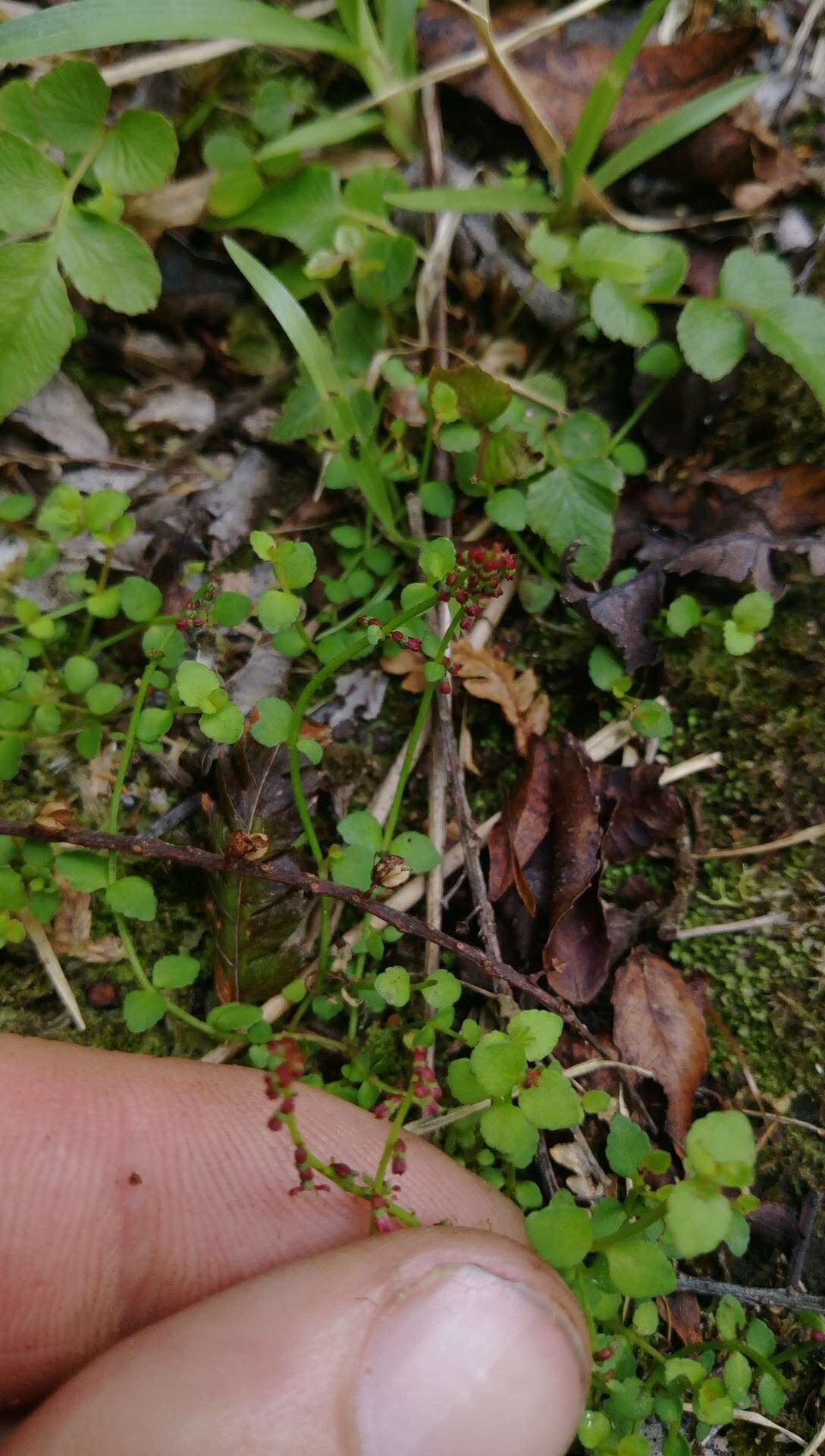 Image of Gonocarpus micranthus Thunb.