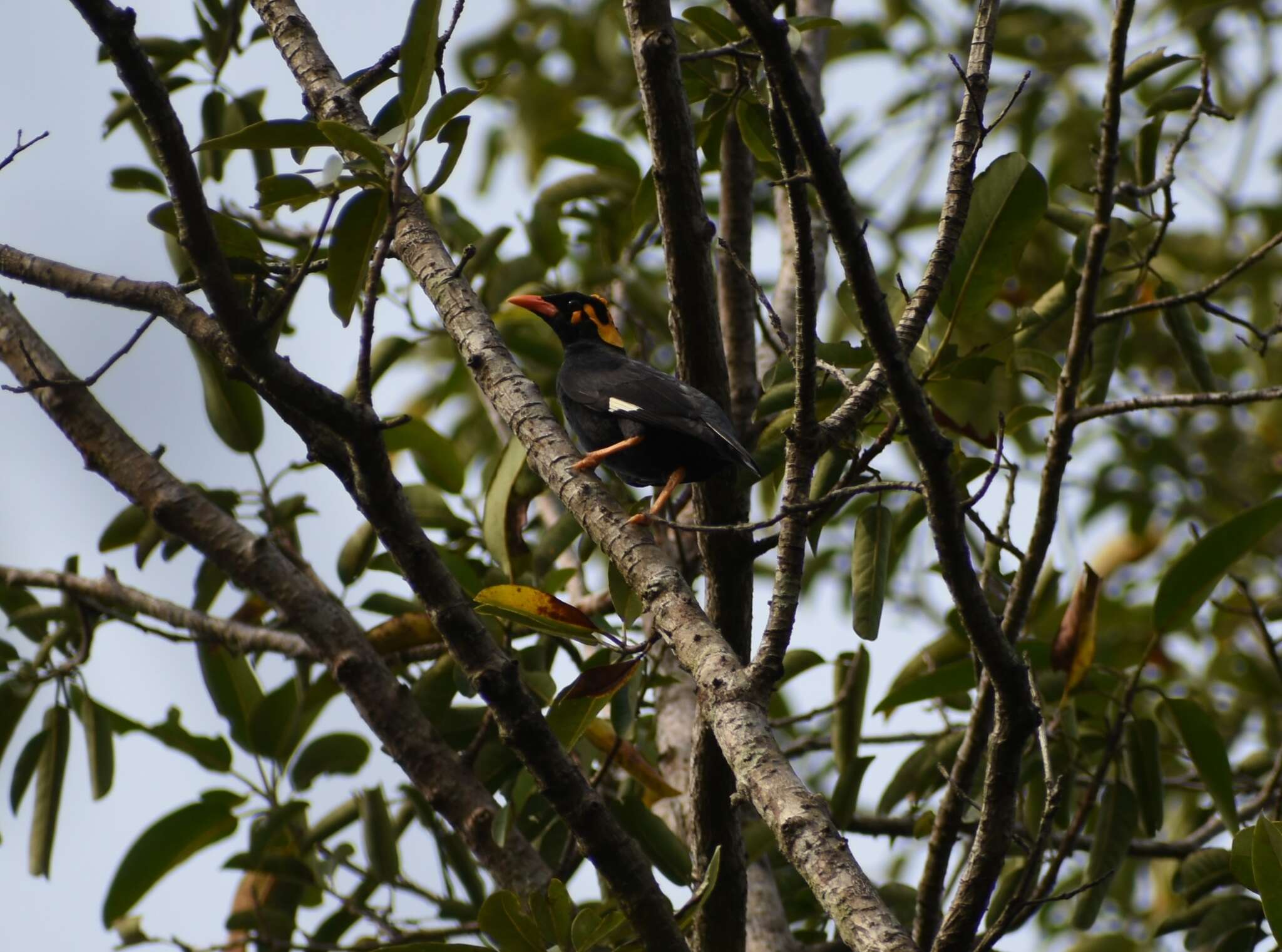 Image of Southern Hill Myna