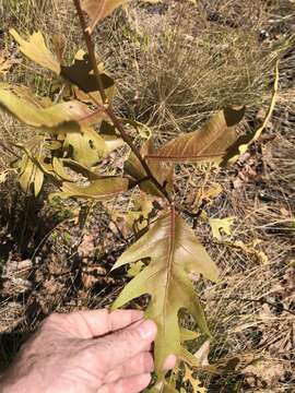 Image of Turkey Oak