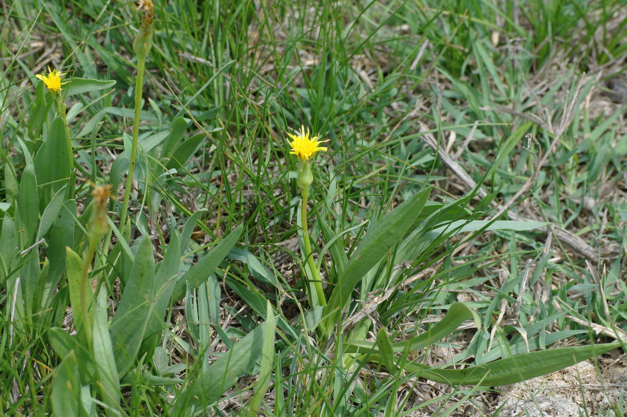 Image of Scorzonera parviflora Jacq.