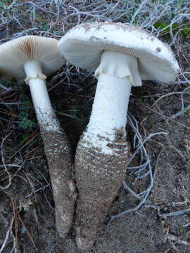 Image of Amanita gracilior Bas & Honrubia 1982