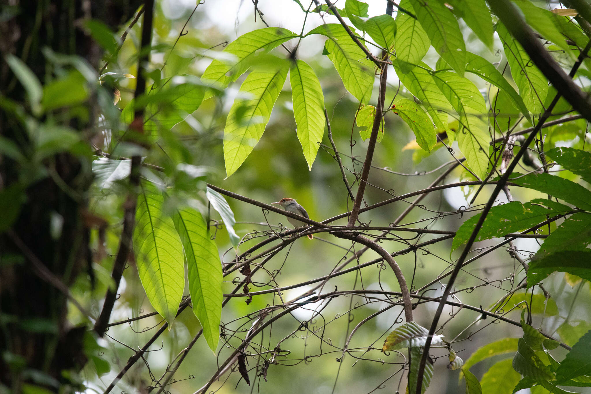 Image of Rufous-tailed Tailorbird