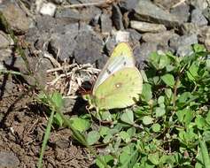 Colias vauthierii vauthierii的圖片