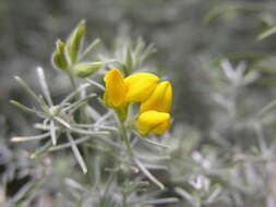 Image of Lotus mascaensis Burchard