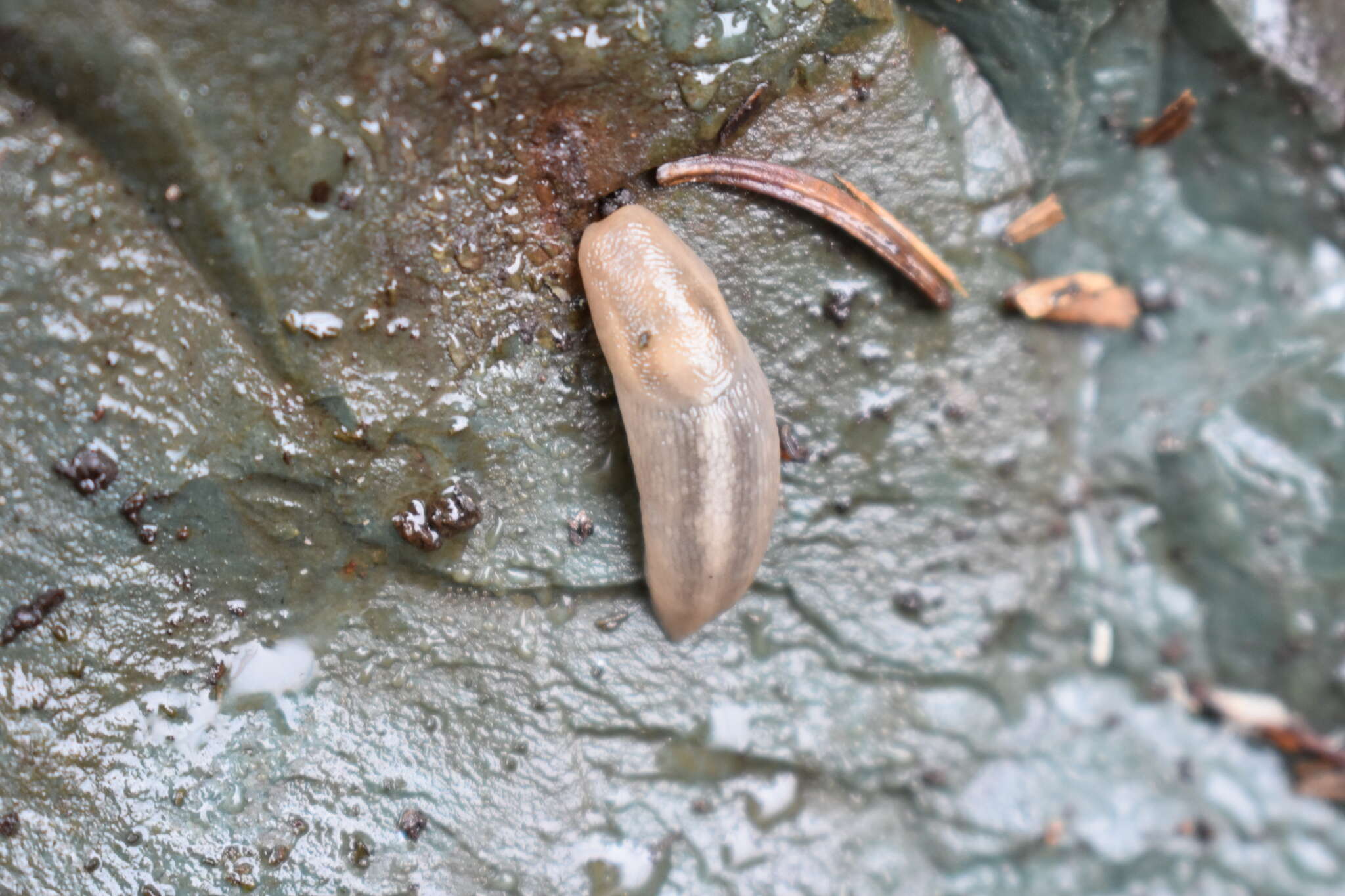 Image of Lehmannia marginata (O. F. Müller 1774)