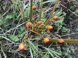 Image of Libertia peregrinans Cockayne & Allan