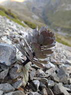 Image of Notothlaspi rosulatum Hook. fil.