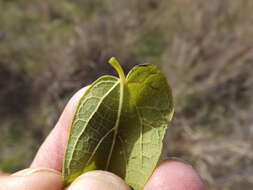 Celtis laevigata Willd.的圖片