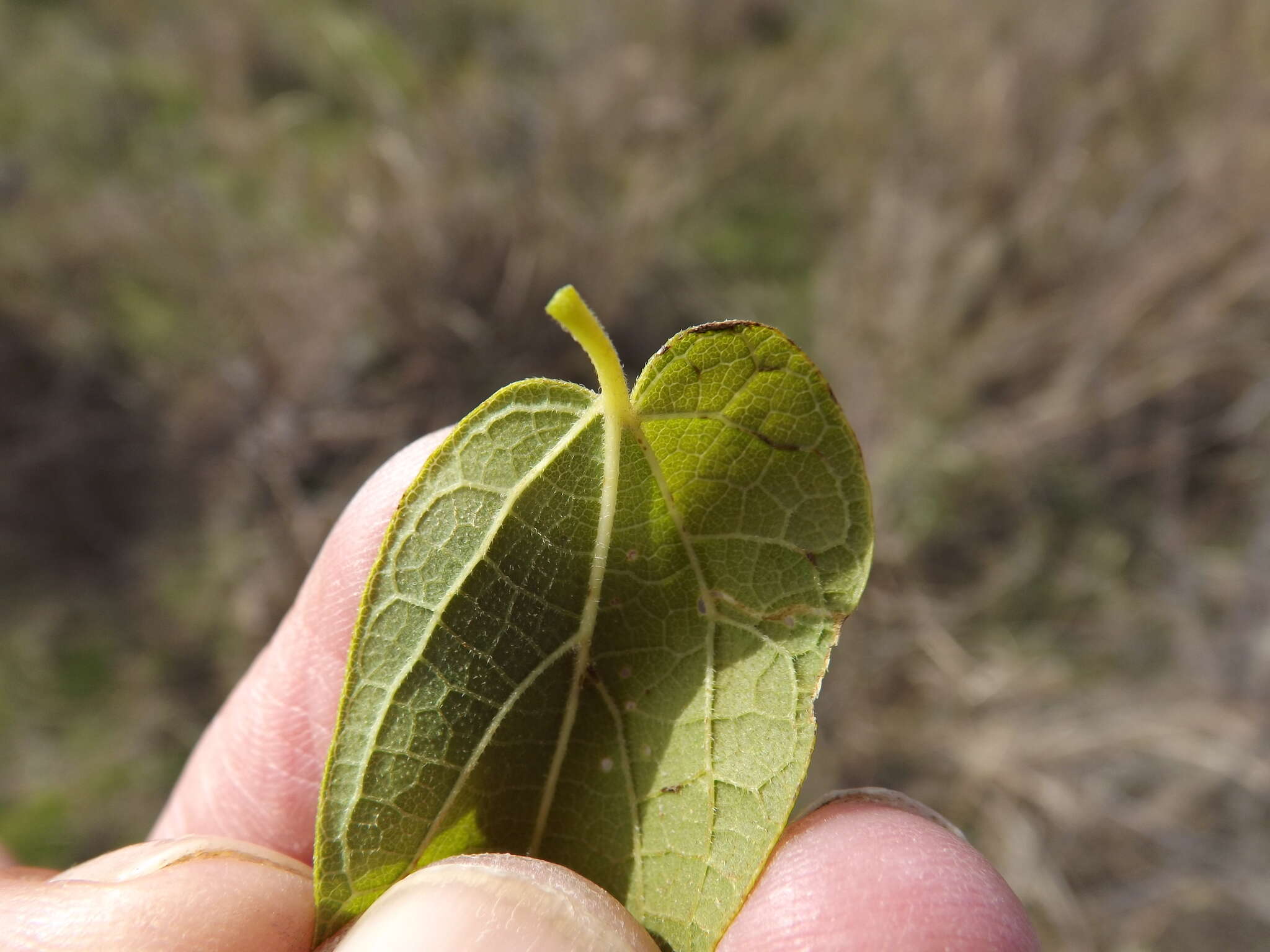 Image of Southern Hackberry