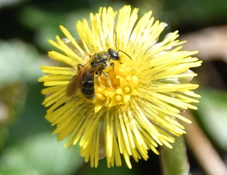 Слика од Lasioglossum quebecense (Crawford 1907)