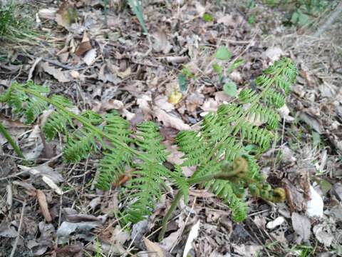 Image of Pteridium aquilinum subsp. aquilinum