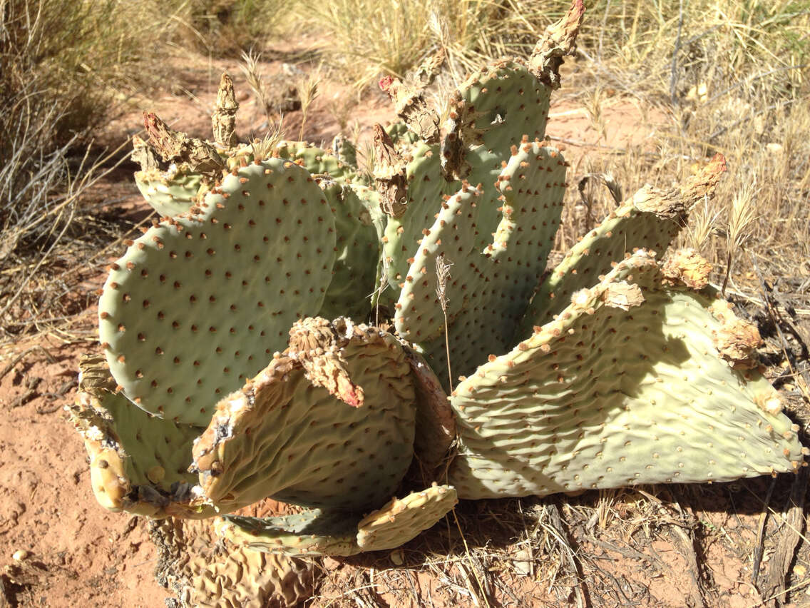 صورة Opuntia basilaris var. basilaris