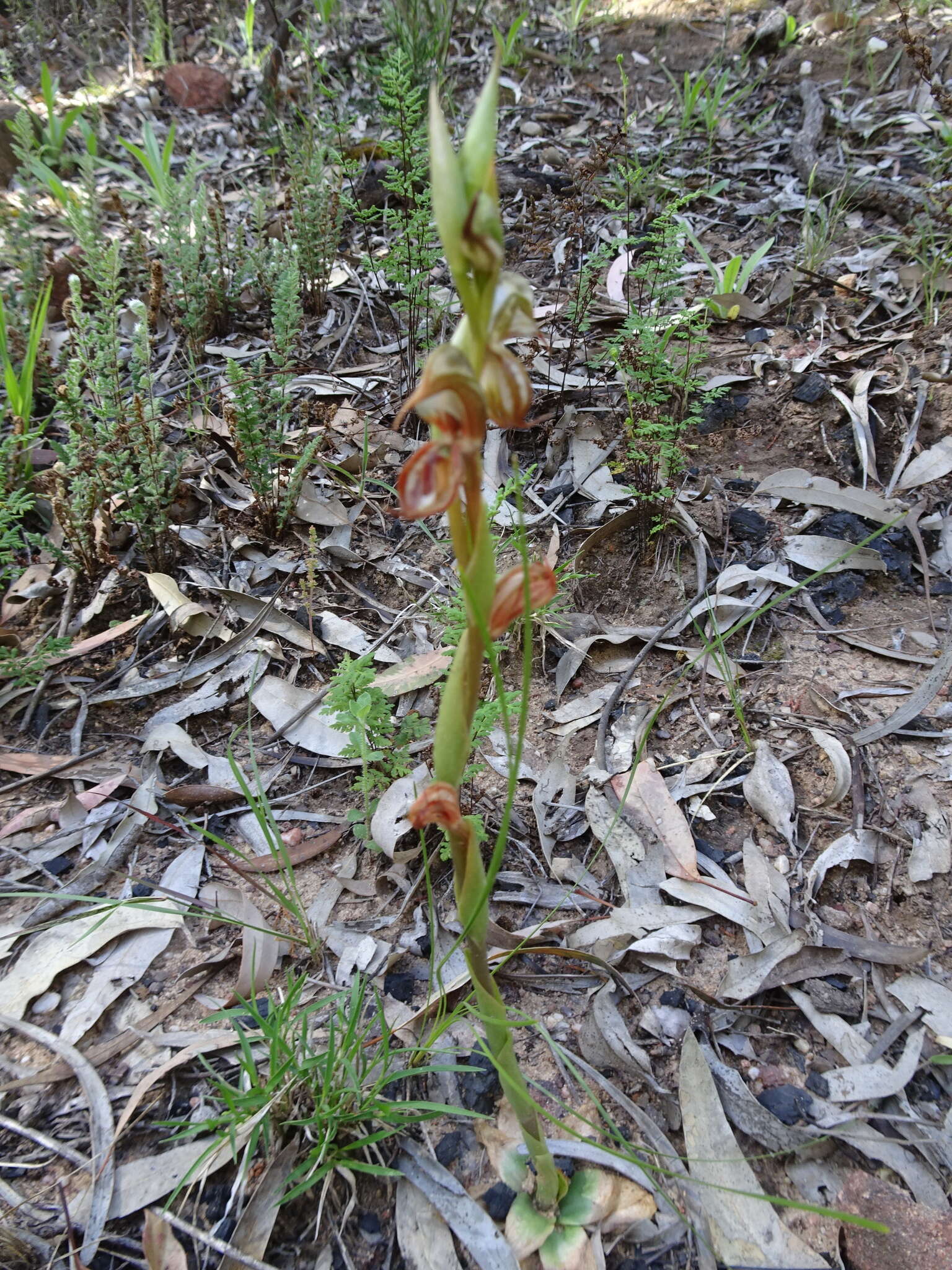 Image of Southern hooked rustyhood