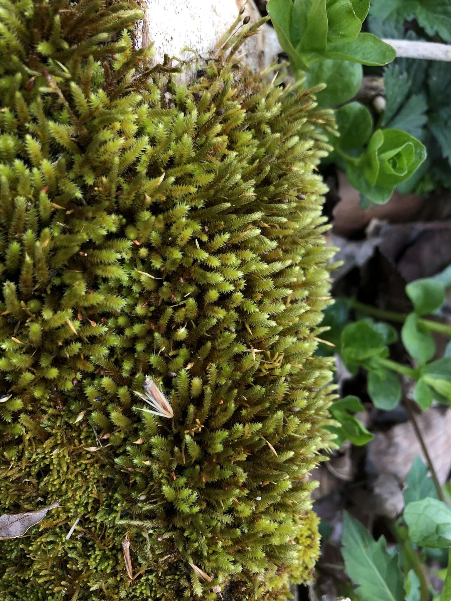 Image of leucodon moss