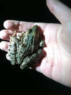 صورة Lithobates sphenocephalus (Cope 1886)