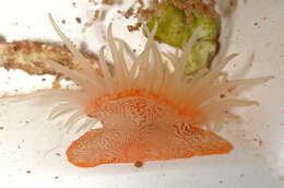 Image of jewel anemone