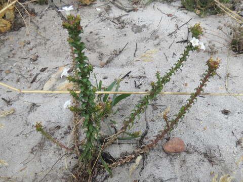 Image of Roella amplexicaulis Dod