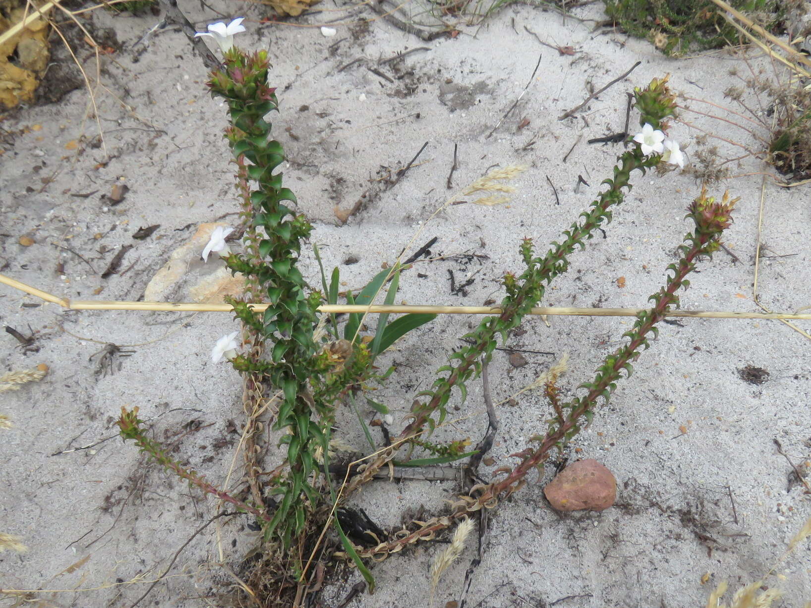 Image of Roella amplexicaulis Dod