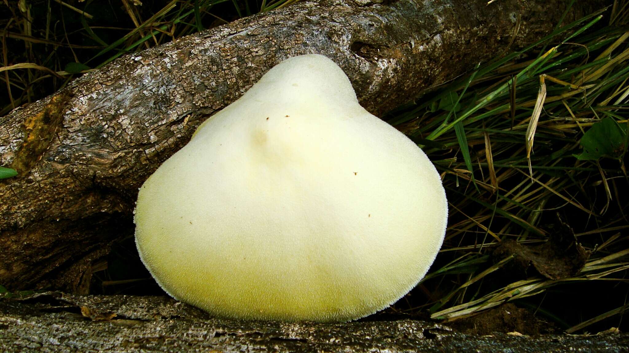 Image of Volvariella bombycina (Schaeff.) Singer 1951