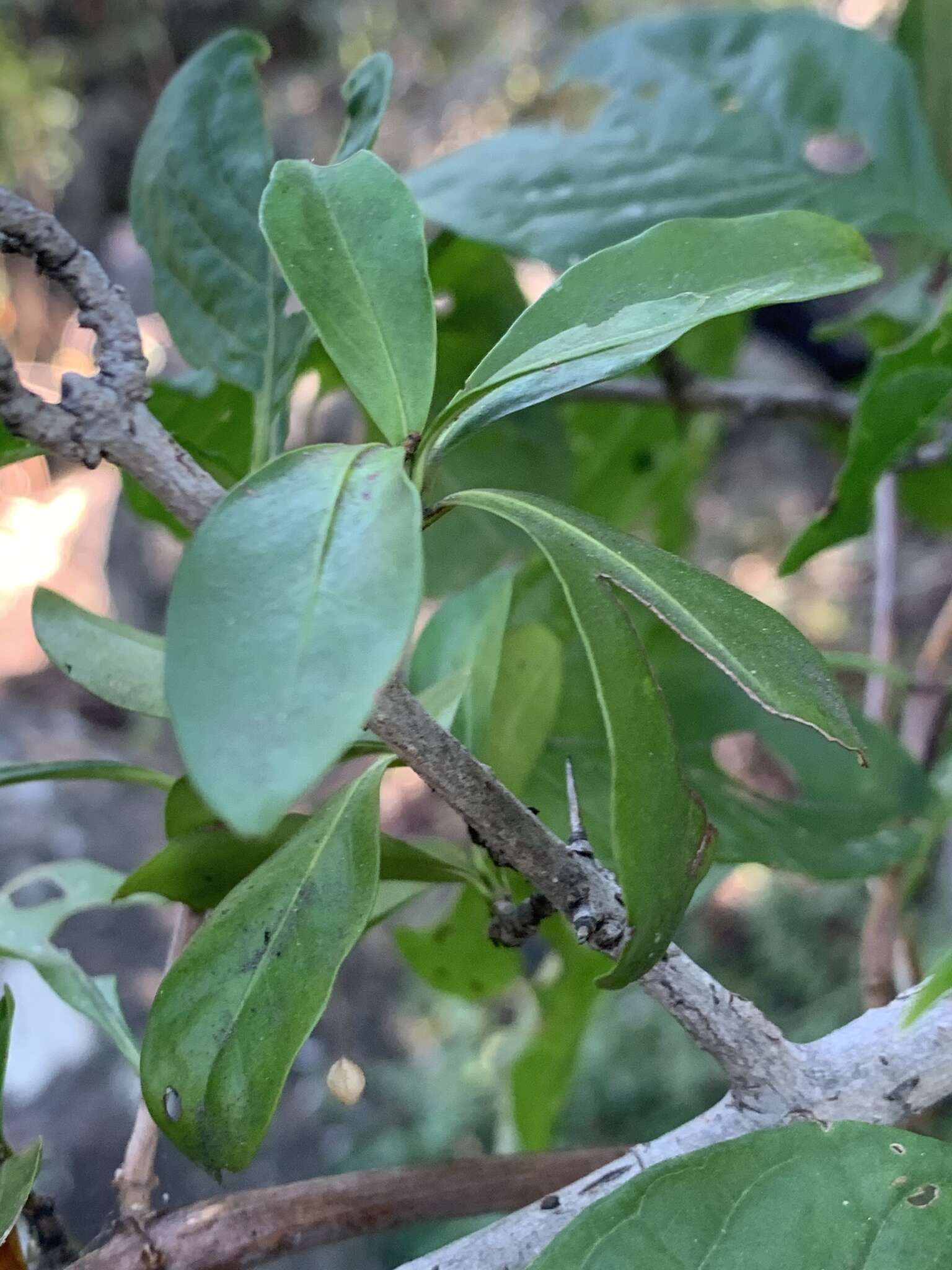 Image of Hyperacanthus amoenus (Sims) Bridson