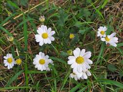 صورة Chrysanthemum chanetii H. Lév.